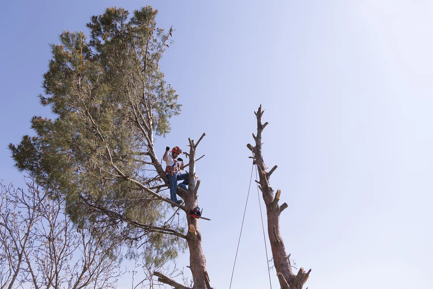 abattage d arbre arradon