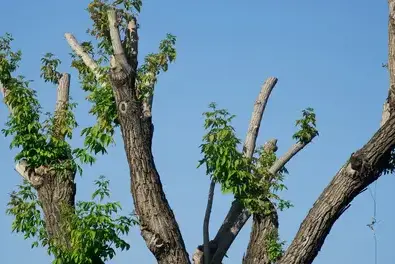 abattage d'arbre Plescop-1