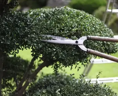 abattage d'arbre Plescop-4
