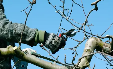 abattage d'arbre Plescop-5