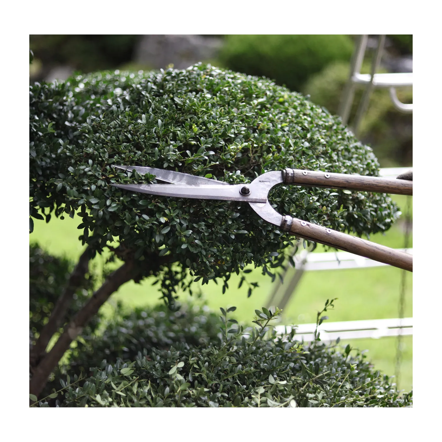 abattage d arbre saint nolff