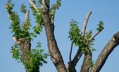 abattage d'arbre Vannes-4