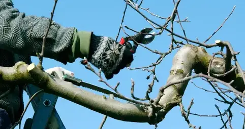 abattage d'arbre Vannes-5