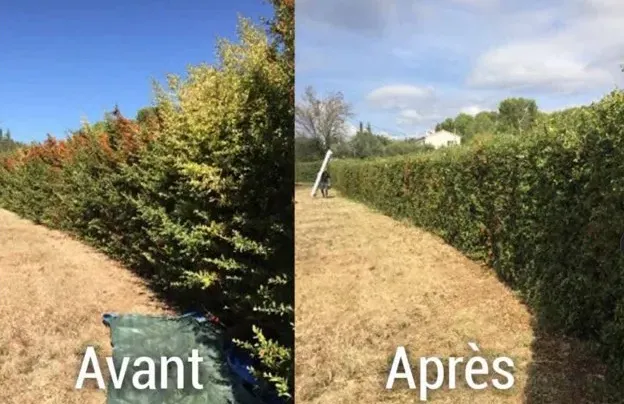 abattage d arbre vannes