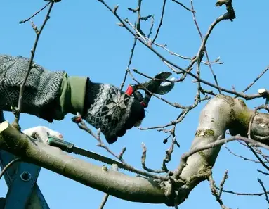 entretien de jardin Plescop-1