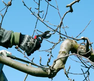 entretien de jardin Saint-Nolff-1