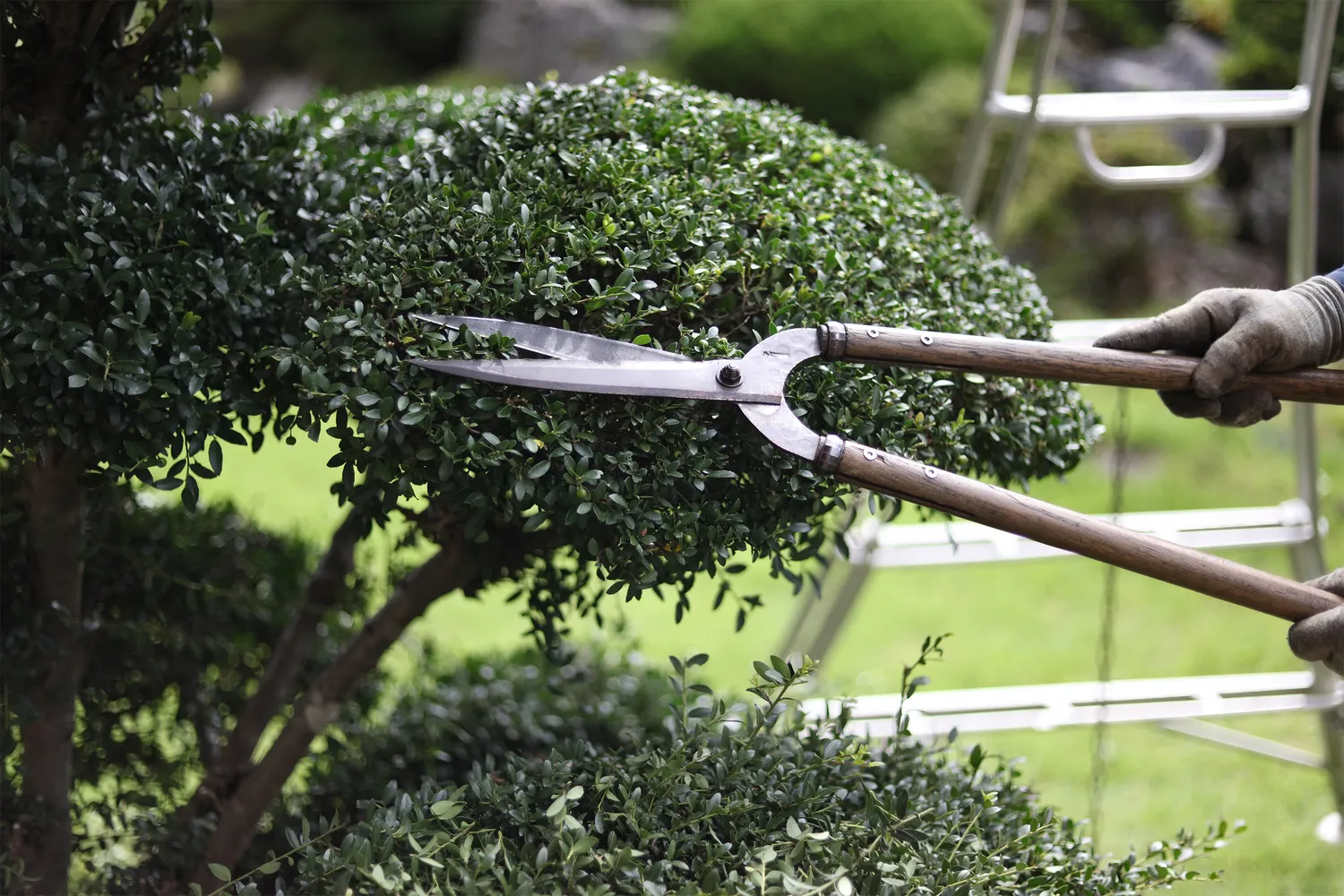 entretien de jardin saint nolff
