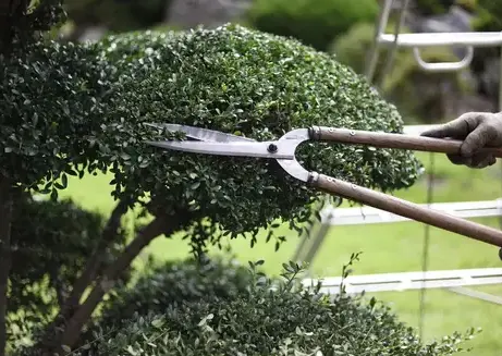 entretien de jardin Sarzeau-1