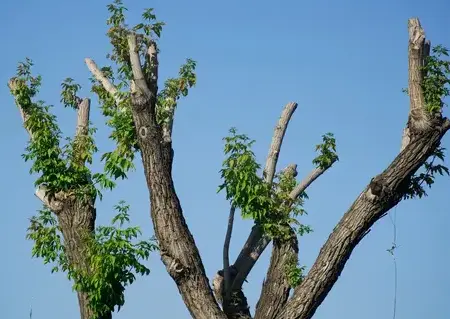 entretien de jardin Sarzeau-4