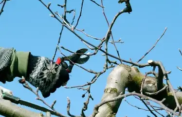 entretien de jardin Sarzeau-5