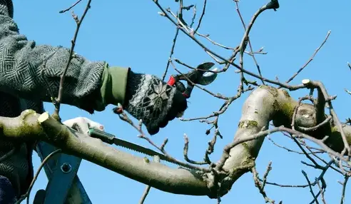entretien de jardin Vannes-4